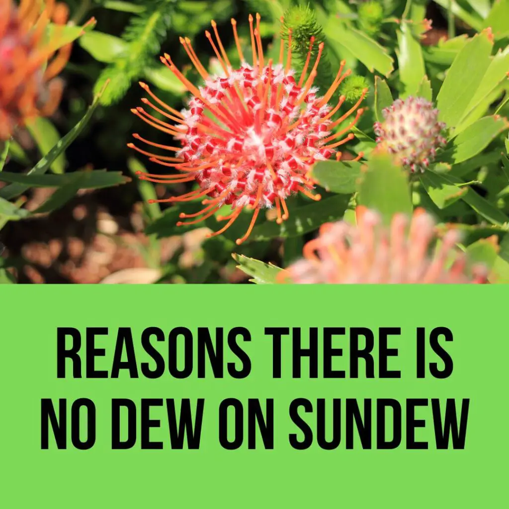 Reasons There Is No Dew On Sundew