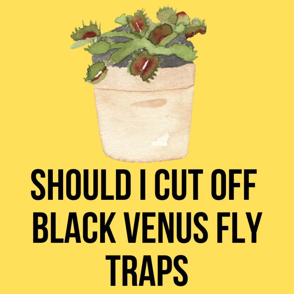 Should I cut off black venus fly traps