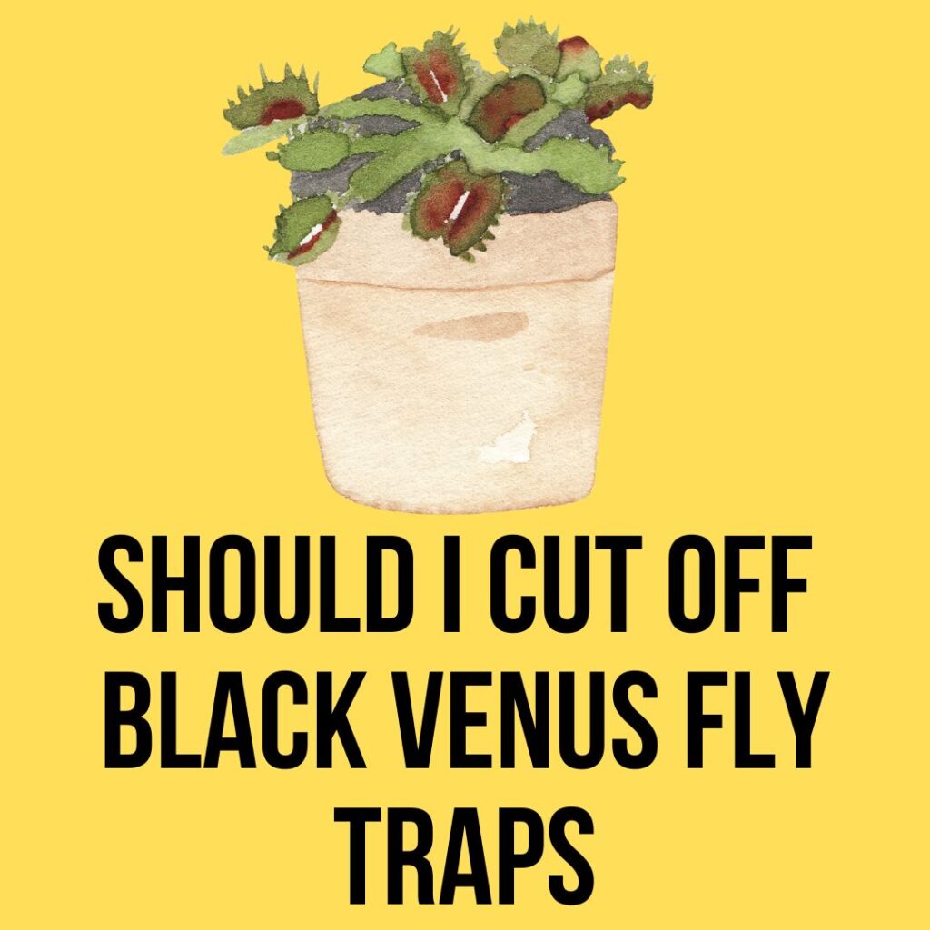 Should I cut off black venus fly traps