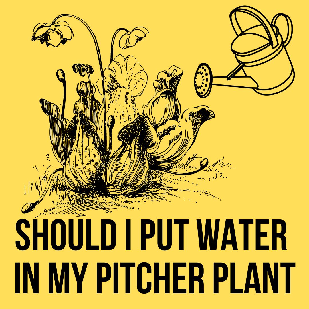 Should I Put Water In My Pitcher Plants?