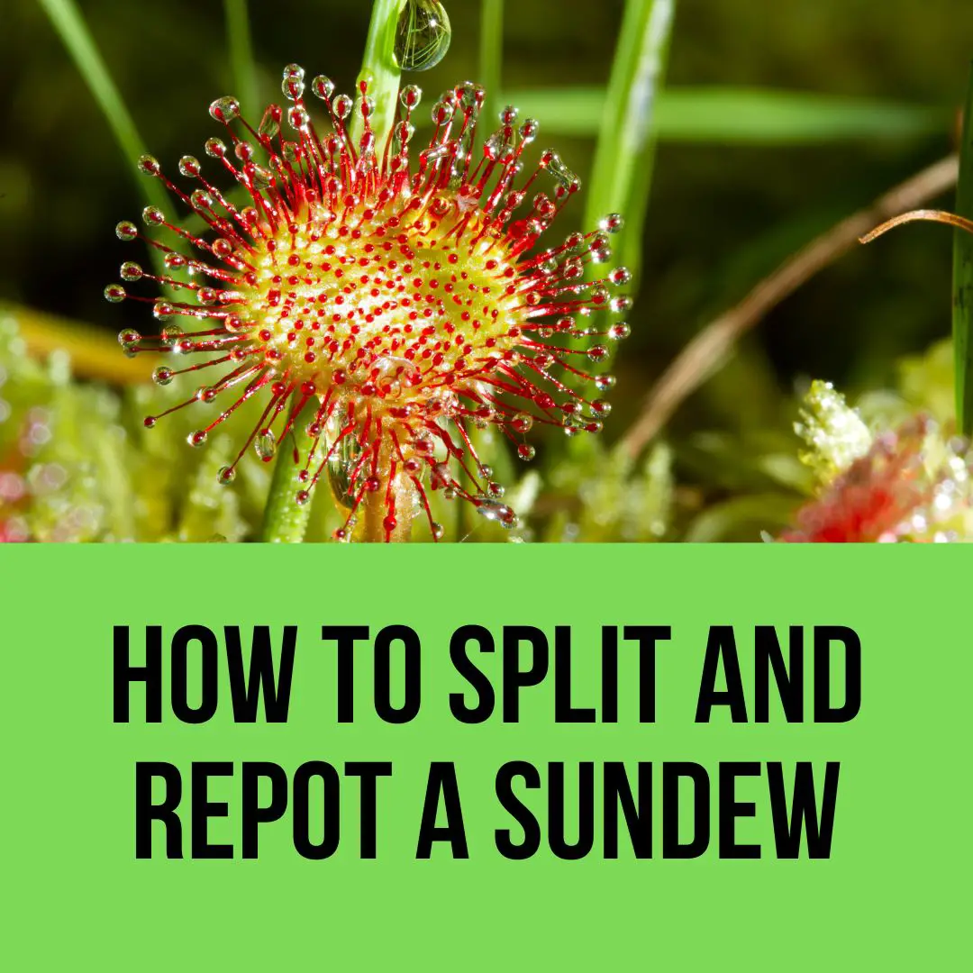 How To Split And Repot A Sundew