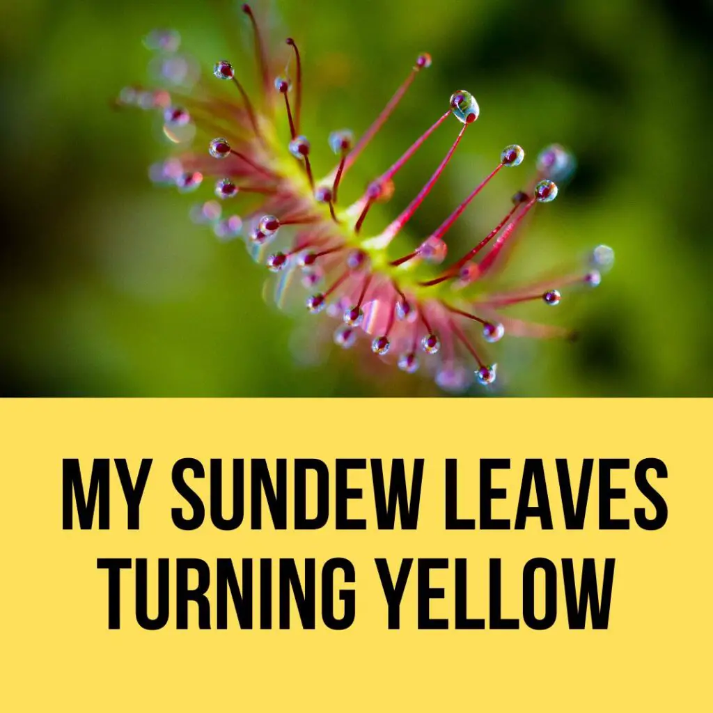 Why Are My Sundews Leaves Turning Yellow