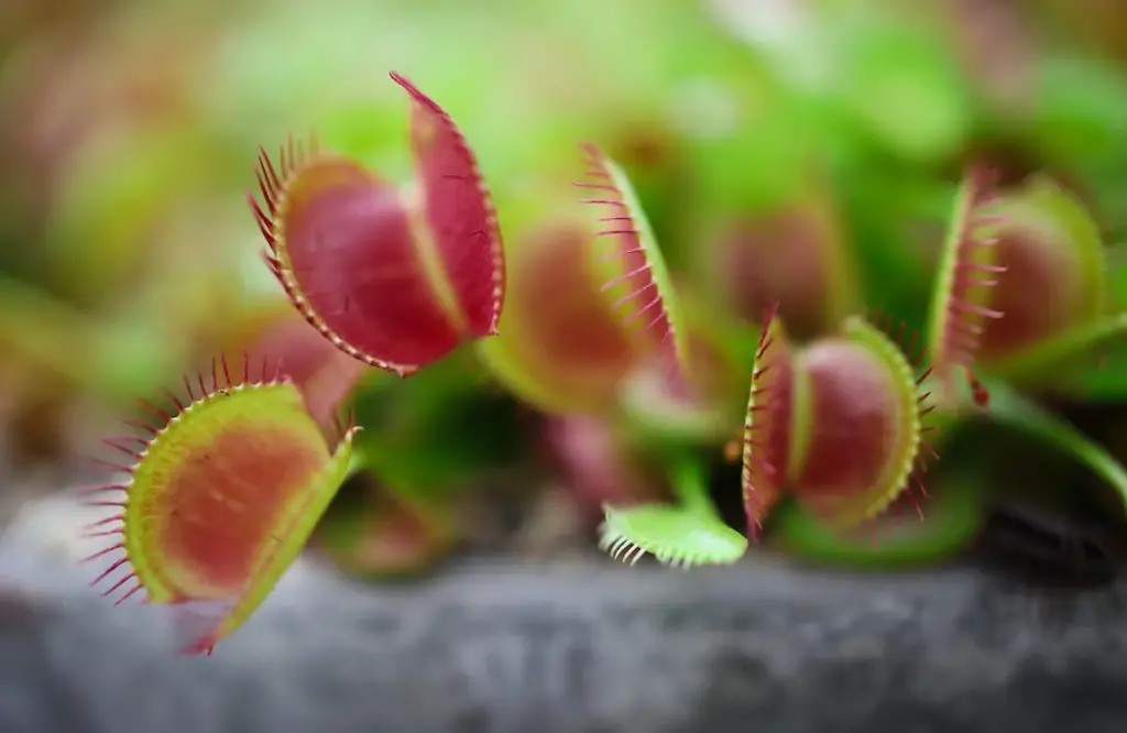 Venus Flytraps Eat Mosquitoes