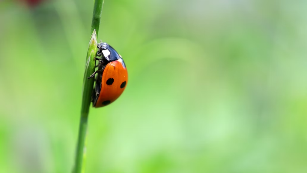Do venus flytraps eat ladybugs?