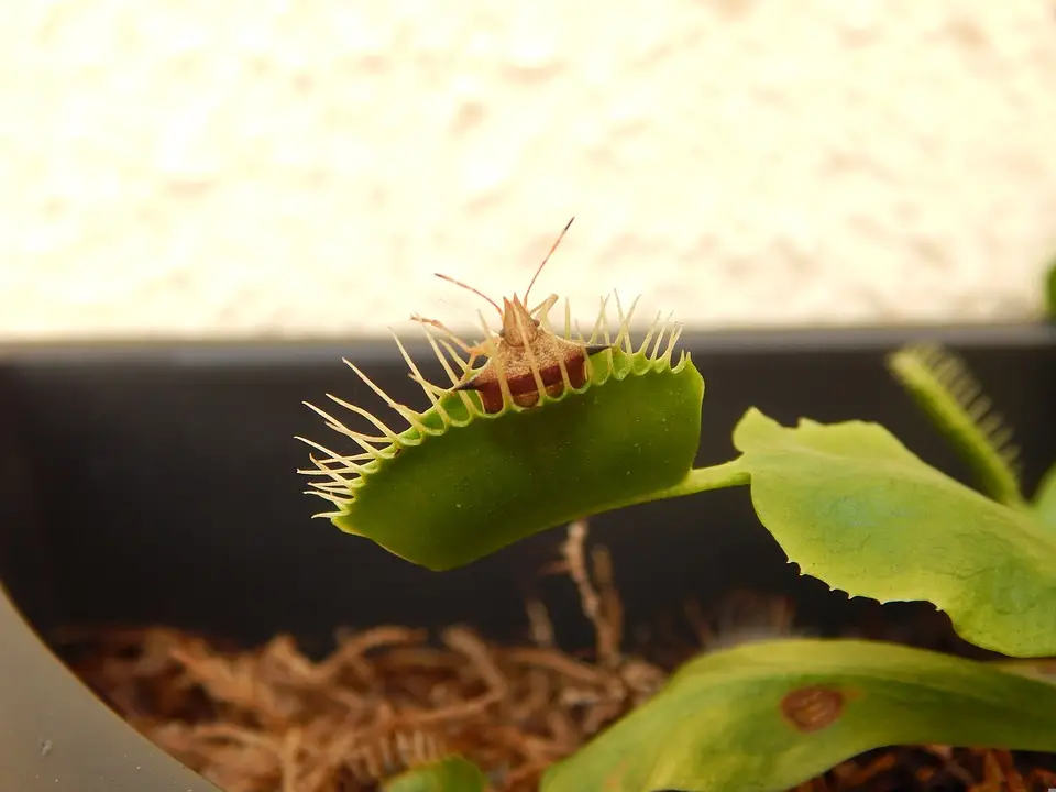 Venus Flytrap Survive Without Food