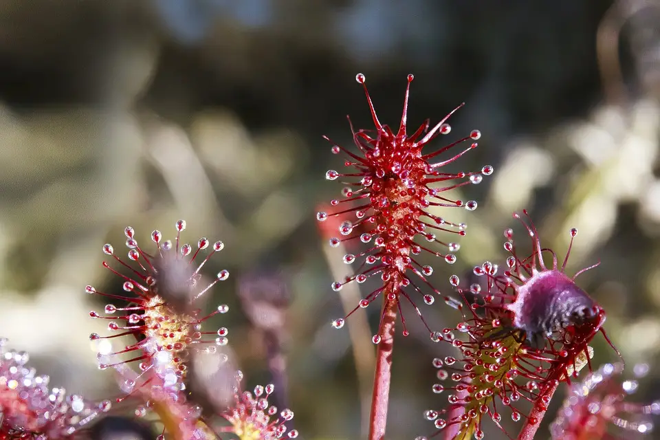 Reasons There Is No Dew on Sundew