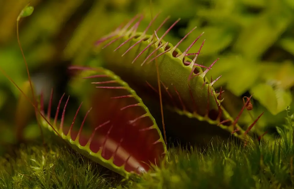Do Carnivorous Plants Eat Humans?