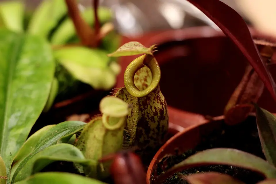 Do Carnivorous Plants Eat Humans?