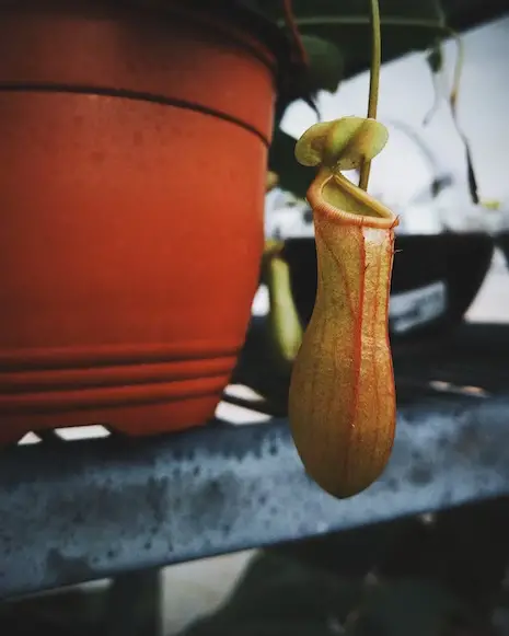 Carnivorous Plants That Don't Need Dormancy