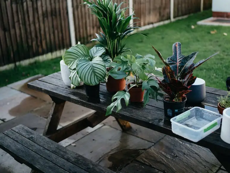 How To Keep Alive Outdoor Potted Plants In Winter