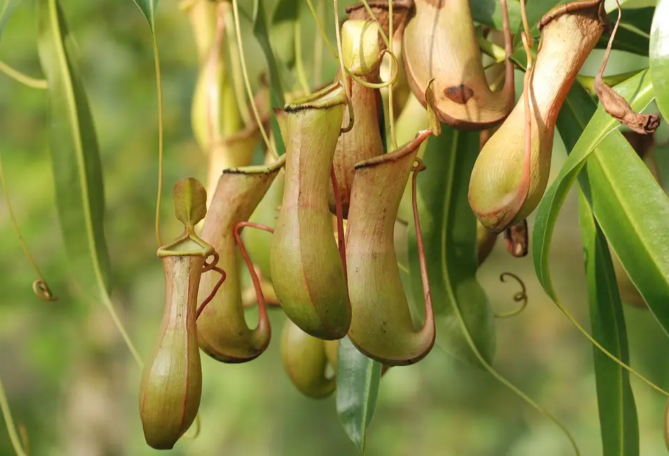 Care For Hanging Pitcher Plant