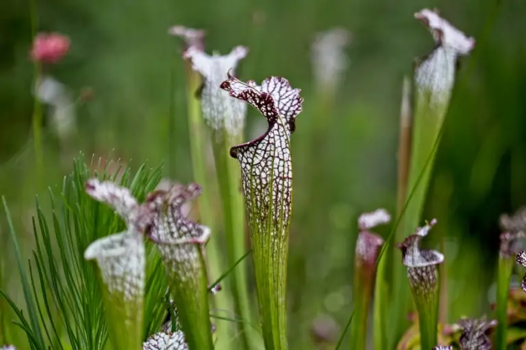 how-to-make-soil-for-pitcher-plants-the-efficient-way-2023