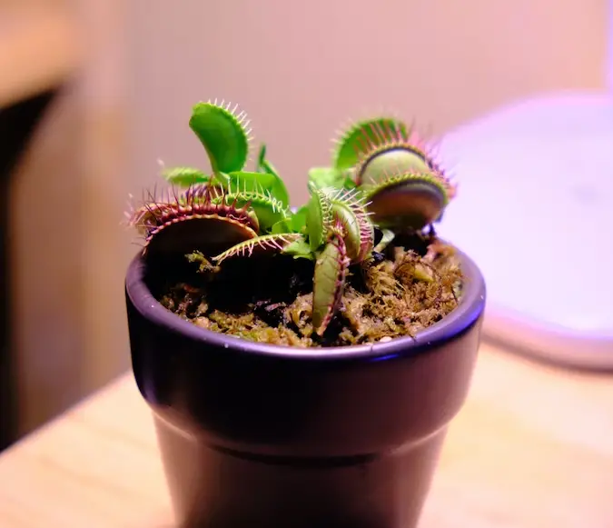 Should I cut off black venus fly traps