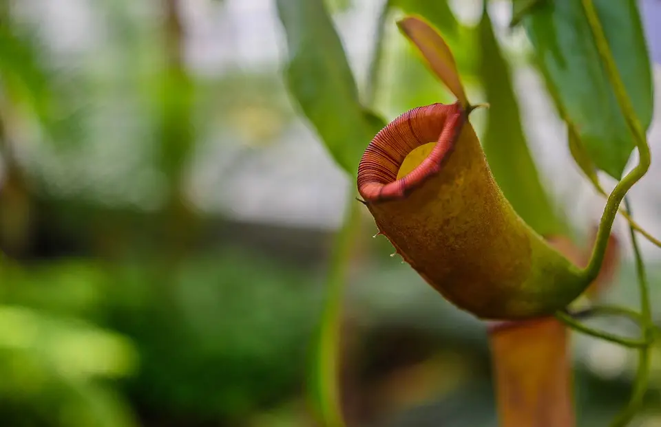 How And When To Repot A Pitcher Plant