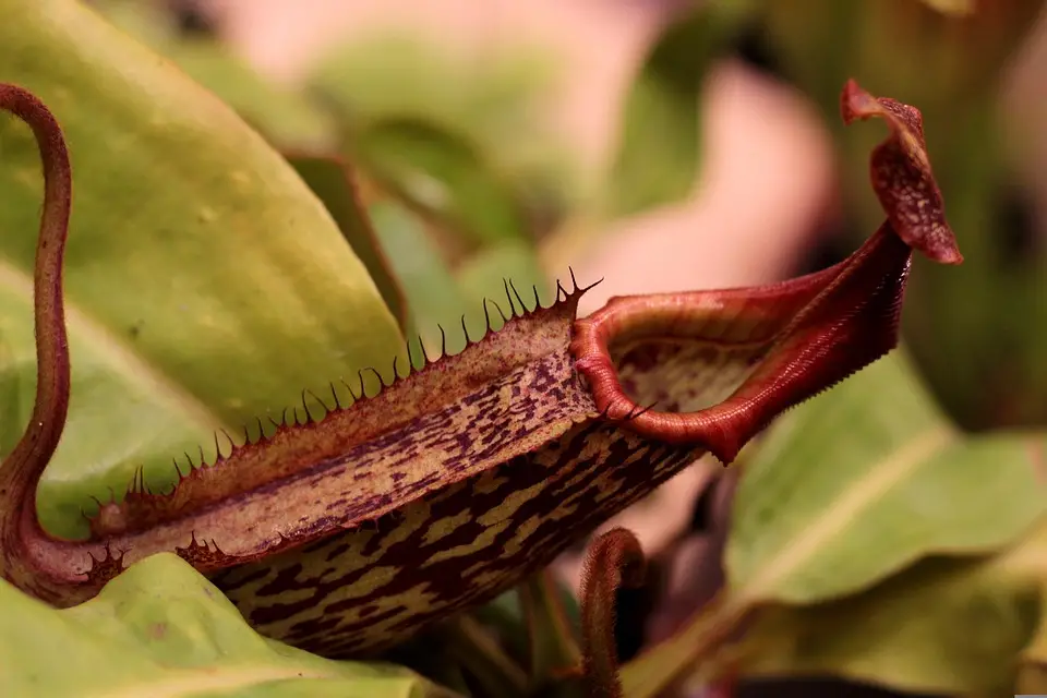 Fastest Growing Nepenthes