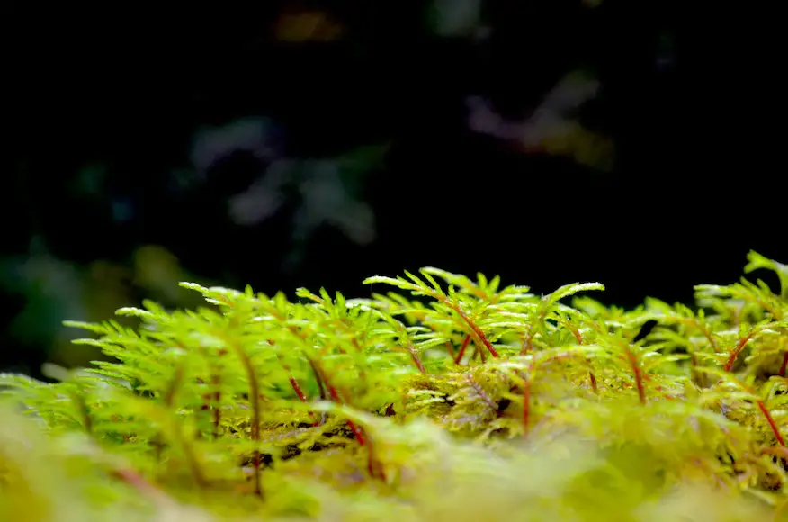 How To Sterilize Sphagnum Moss