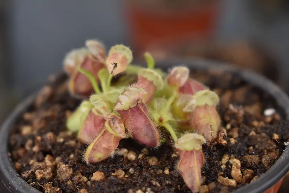 Cephalotus Follicularis Care