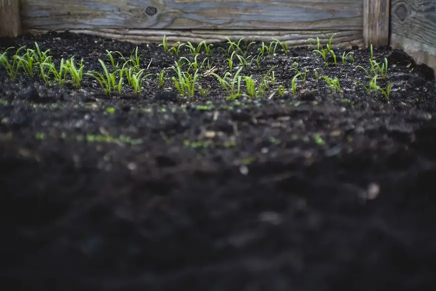 Is It Necessary To Line My Raised Garden Bed