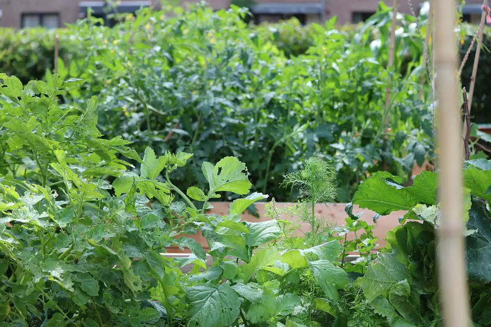 Do Raised Garden Beds Have Bottoms