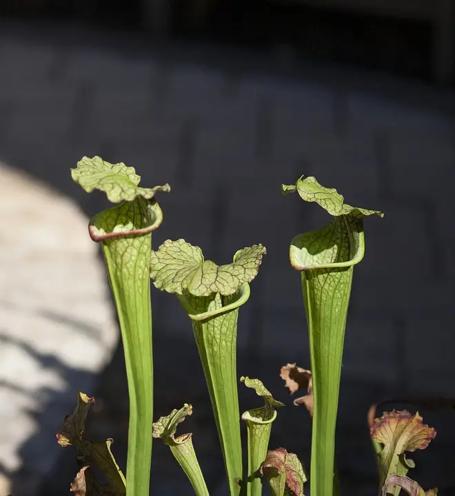 Do Pitcher Plants Go Dormant