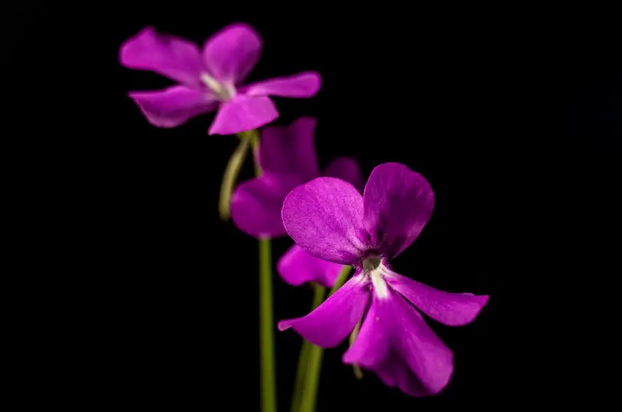 How To Care For Butterwort