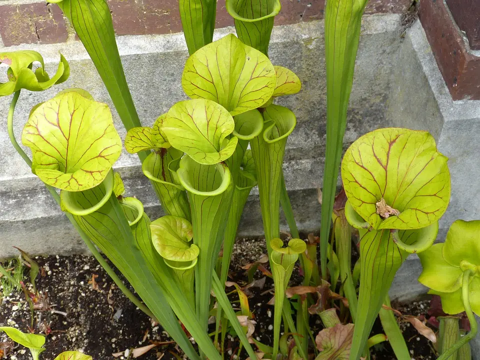 Why Is My Pitcher Plant Turning Brown