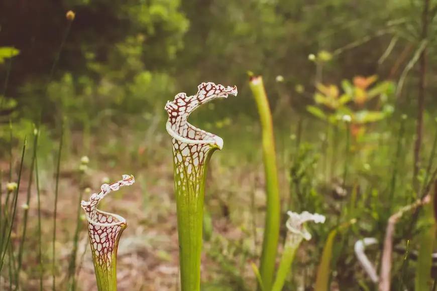 How Are Venus Flytrap and Pitcher Plant Homologous?