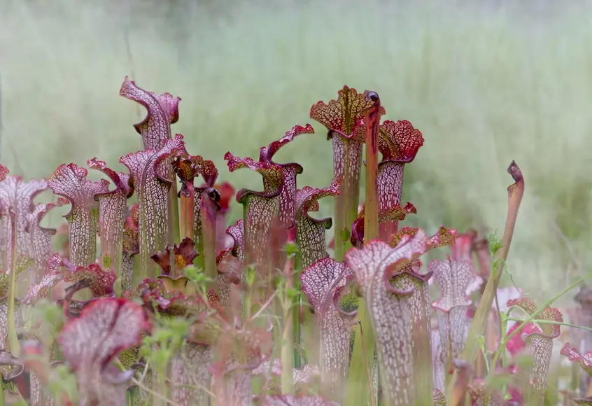 Should I Put Water In My Pitcher Plants?