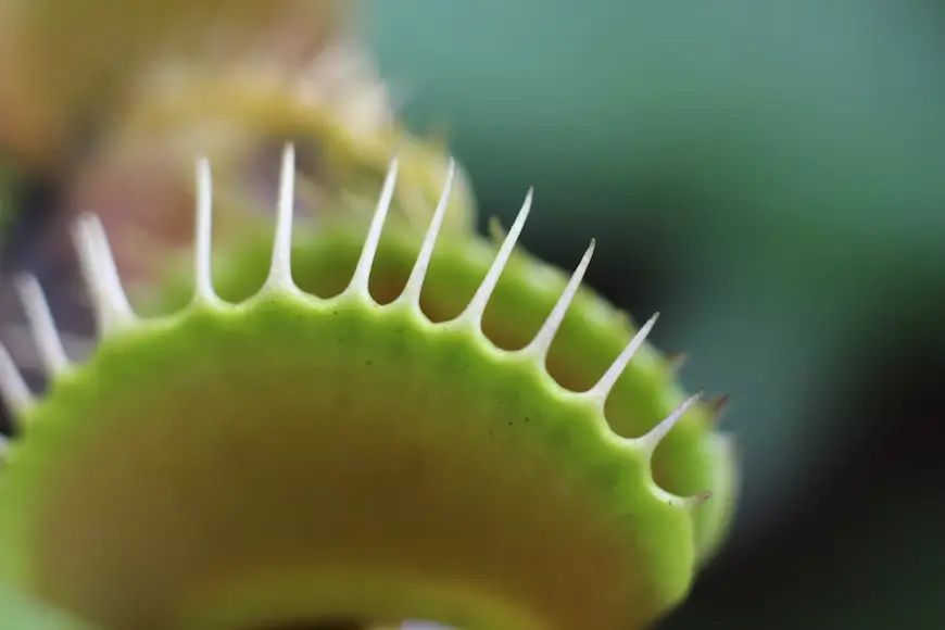 Carnivorous Plants For Gnats