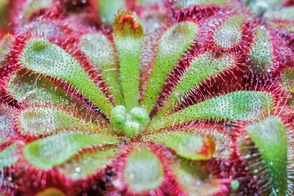 Split and Repot A Sundew